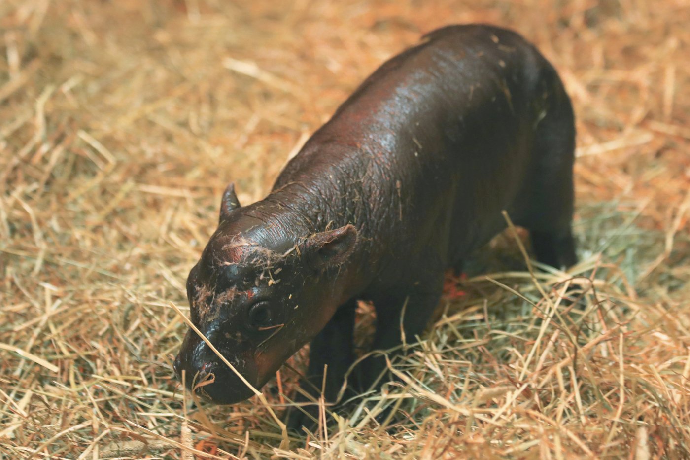 2 adorable pygmy hippos pitted against each other in cuteness contest | iNFOnews.ca