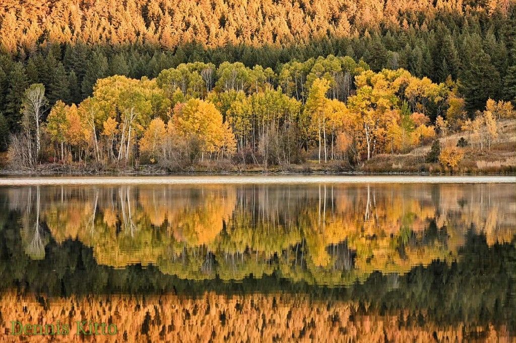 A landscape shows leafy trees turning from green to gold reflected on a still lake.