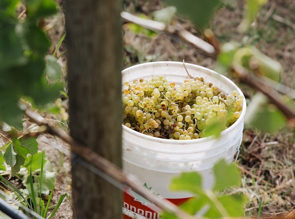 iN PHOTOS: Bountiful grape crop bursts with colour in Okanagan, Kamloops | iNwine