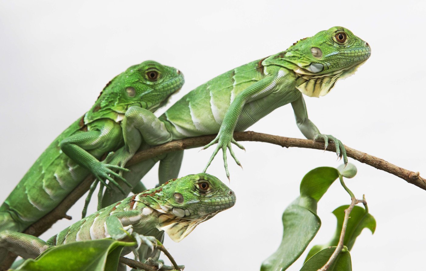Taiwan plans to cull up to 120,000 green iguanas due to their negative impact on agriculture | iNFOnews.ca Taiwan plans to cull up to 120,000 green iguanas due to their negative impact on agriculture | iNFOnews.ca