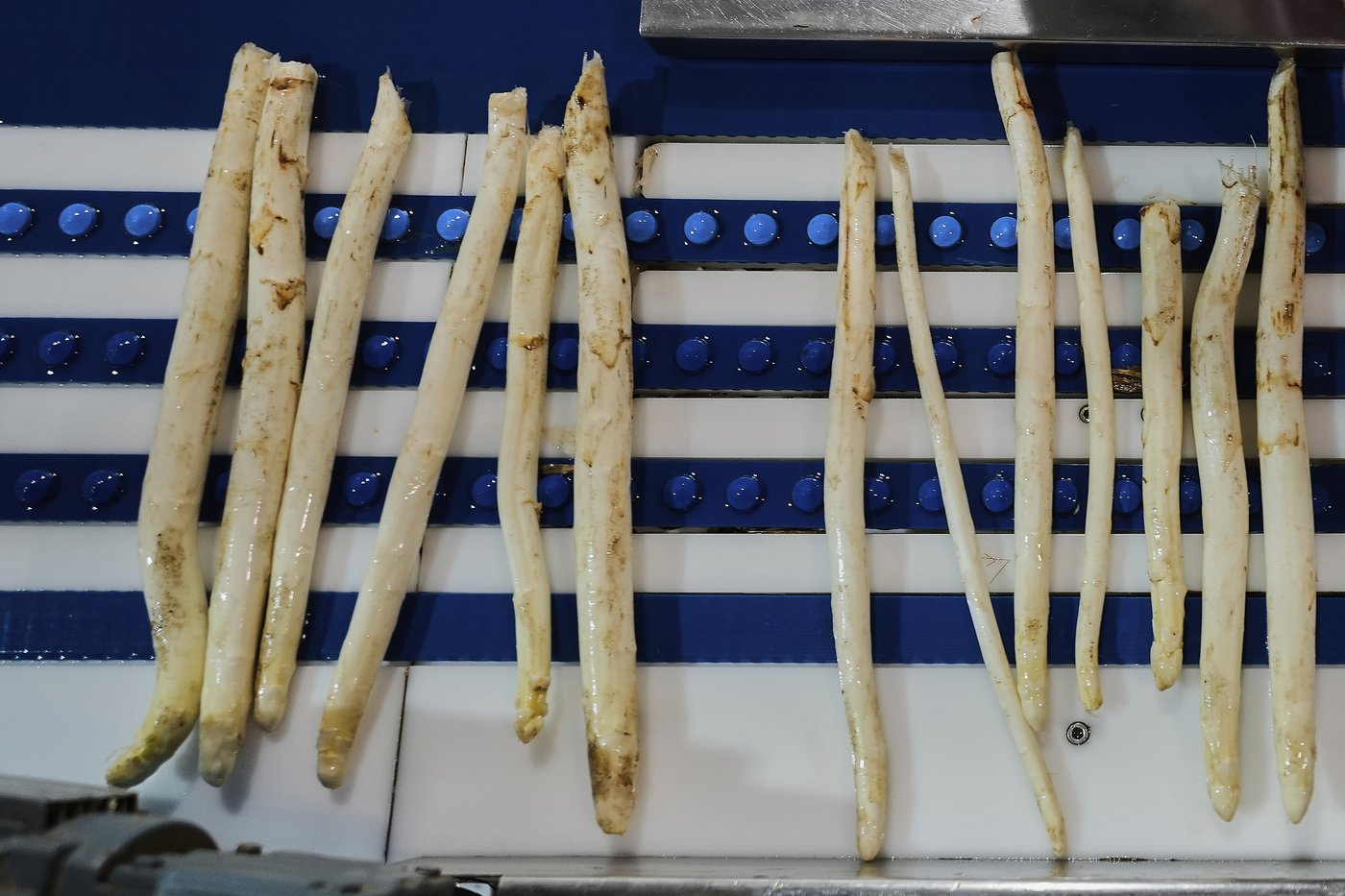 It’s springtime in Germany and people are obsessing about white asparagus | iNFOnews.ca It’s springtime in Germany and people are obsessing about white asparagus | iNFOnews.ca
