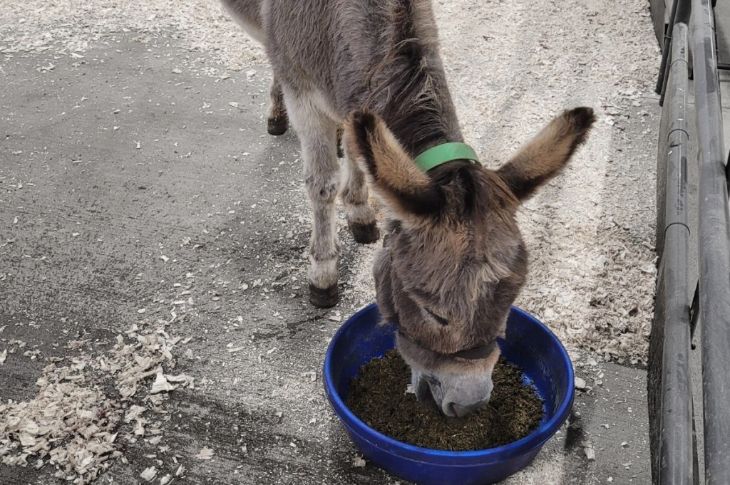 iN PHOTOS: Rescued senior donkeys in Shuswap need support as winter approaches | iNFOnews.ca iN PHOTOS: Rescued senior donkeys in Shuswap need support as winter approaches | iNFOnews.ca