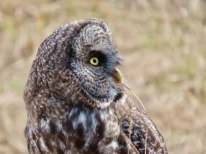 A close up of a great grey owl shows a side profile and grass sticking out of its beak.