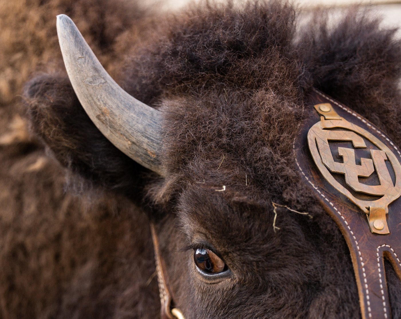 Colorado to debut new live buffalo mascot against Wyoming | iNFOnews.ca Colorado to debut new live buffalo mascot against Wyoming | iNFOnews.ca