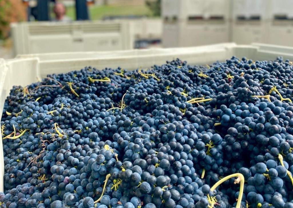 iN PHOTOS: Bountiful grape crop bursts with colour in Okanagan, Kamloops | iNwine