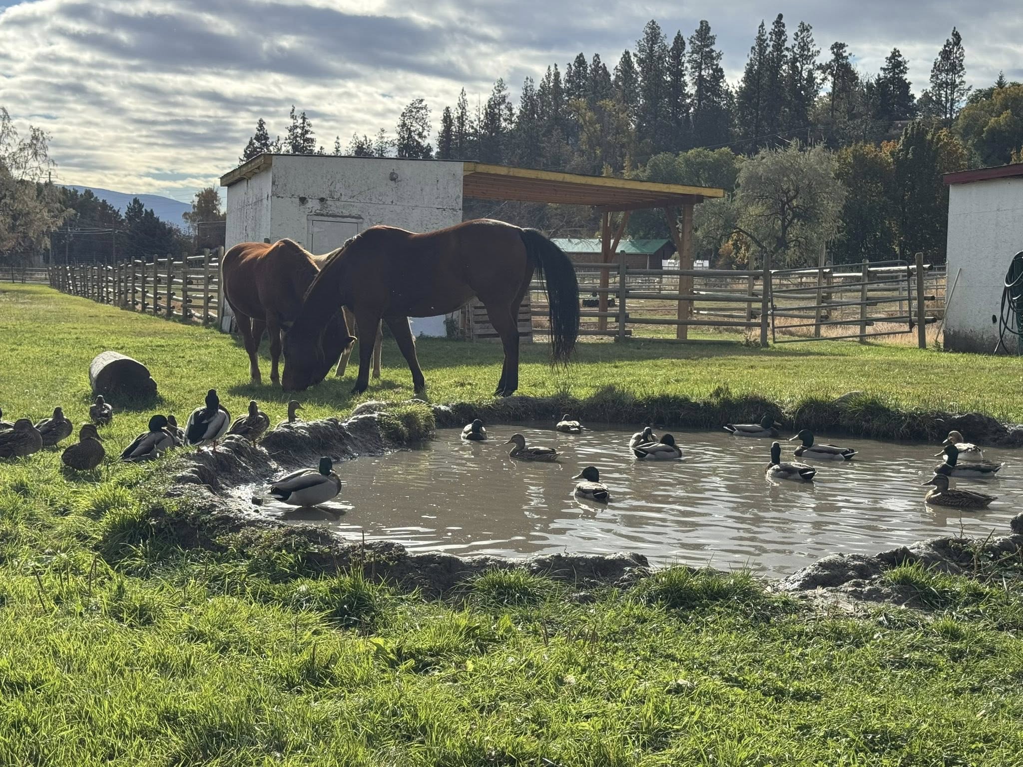 Summerland animal sanctuary hit with avian flu subject of threats, false petitions | iNFOnews.ca Two horses eat grass on at a farm beside a pond full of mallard ducks.