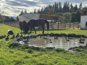 Two horses eat grass on at a farm beside a pond full of mallard ducks.
