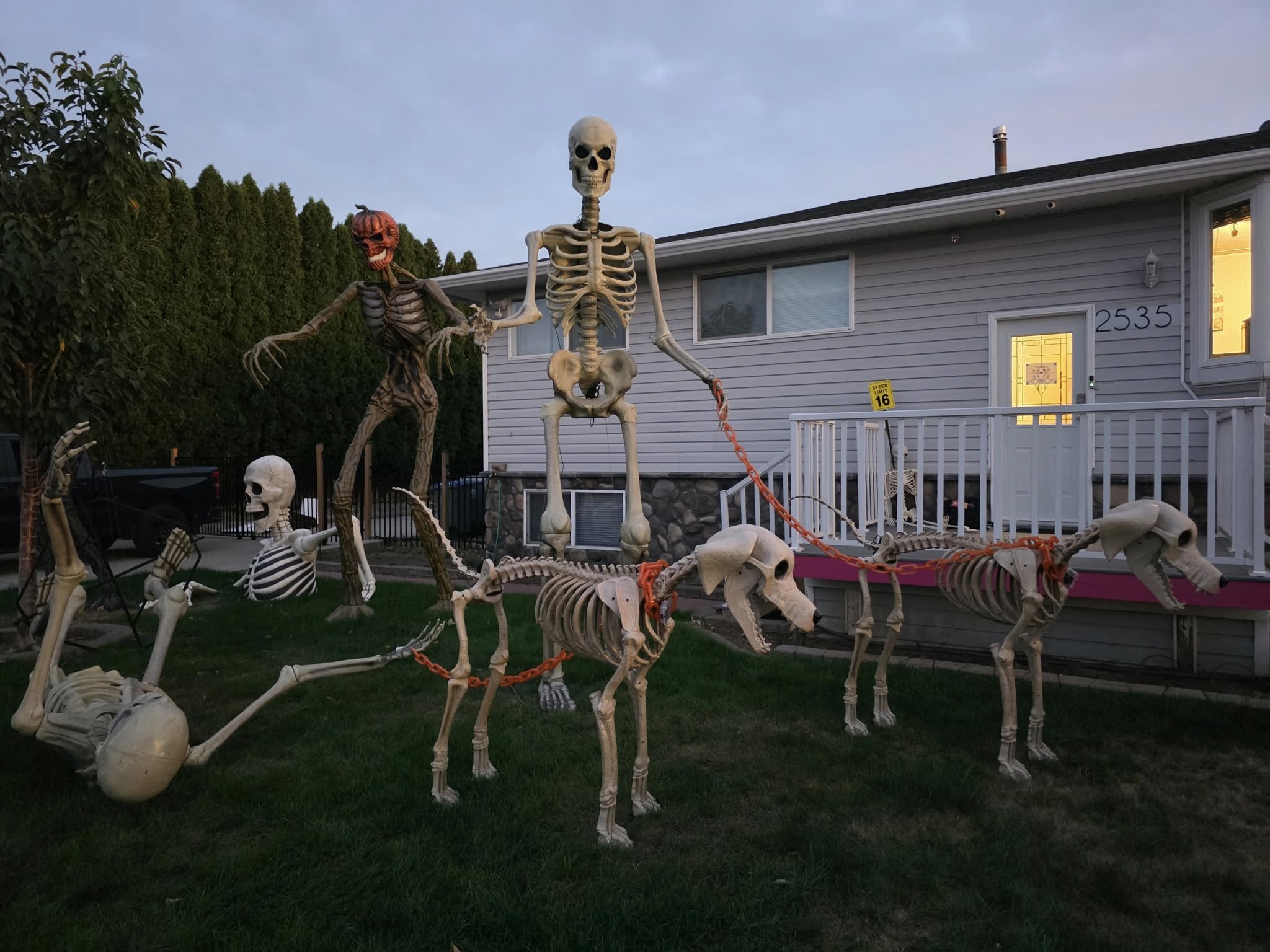 A map of the best Halloween decorations in Kamloops | iNFOnews.ca Giant skeletons are staged on a front lawn walking two skeleton dogs with orange chains for leashes.