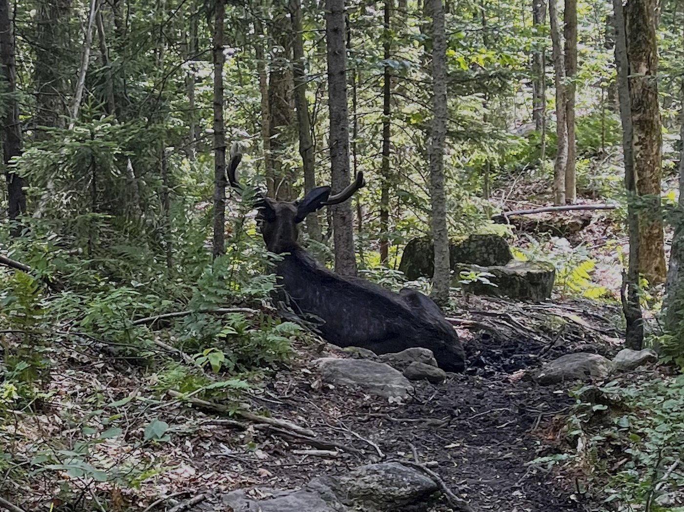 A bull moose is blocking a New York mountain trail. Wildlife researchers don't know why | iNFOnews.ca