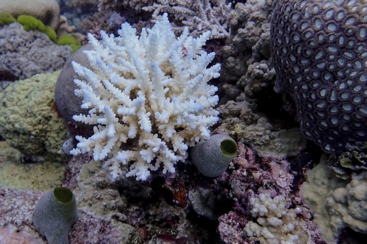 Great Barrier Reef records largest annual coral loss in 39 years | iNFOnews.ca Great Barrier Reef records largest annual coral loss in 39 years | iNFOnews.ca