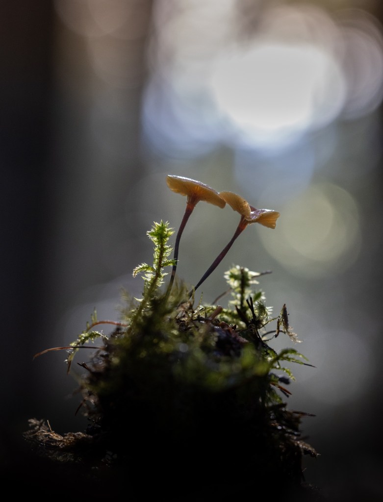 iN PHOTOS: Vernon photographer zooms in on miniature world of mushrooms | iNFOnews.ca iN PHOTOS: Vernon photographer zooms in on miniature world of mushrooms | iNFOnews.ca