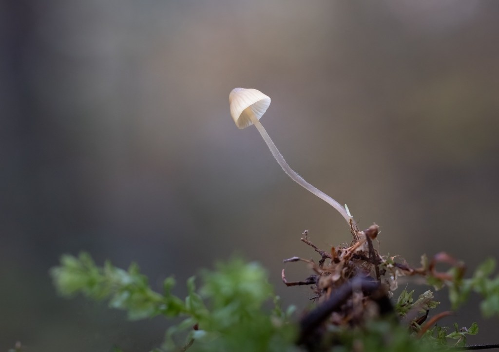 iN PHOTOS: Vernon photographer zooms in on miniature world of mushrooms | iNFOnews.ca iN PHOTOS: Vernon photographer zooms in on miniature world of mushrooms | iNFOnews.ca