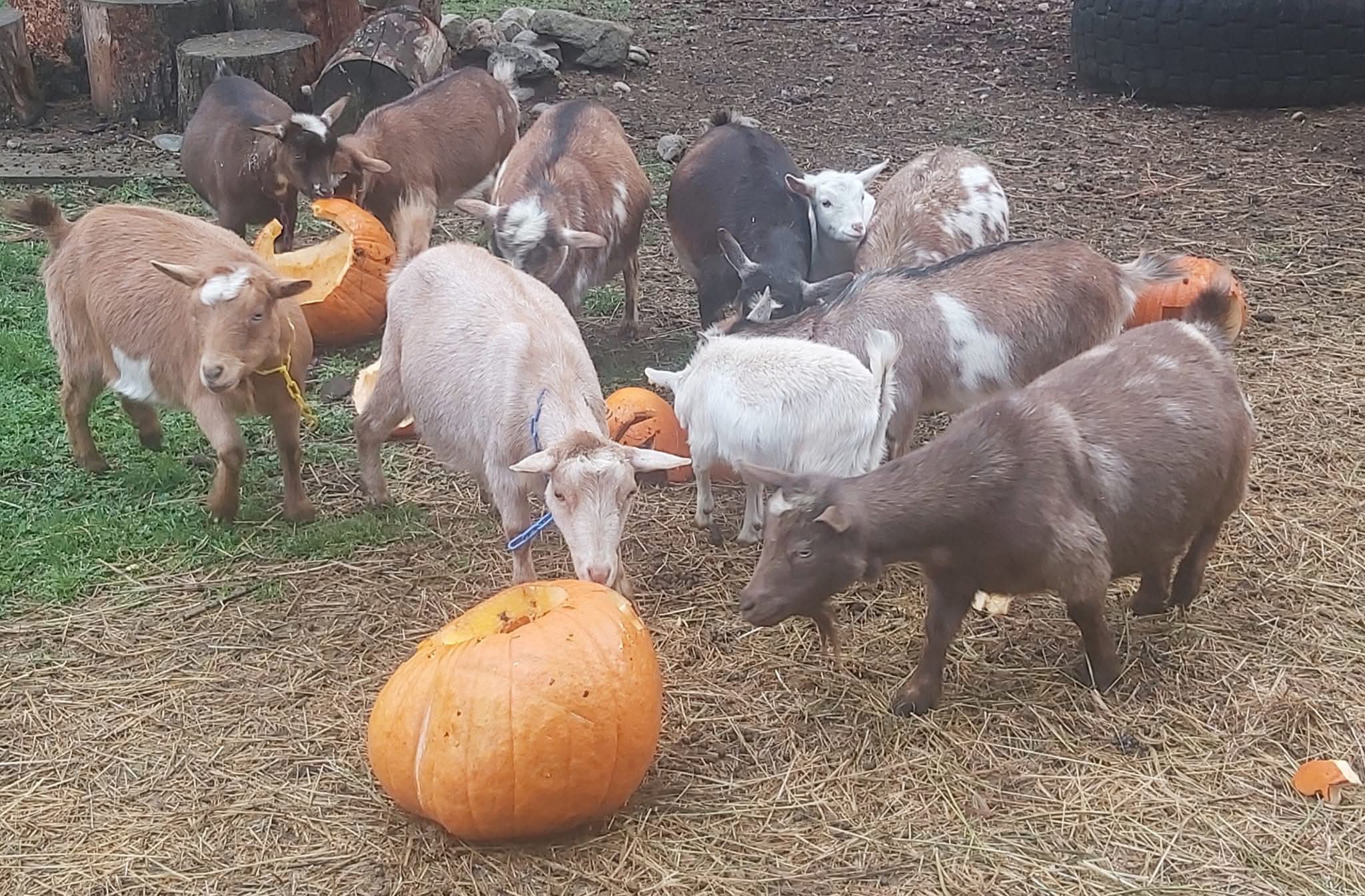 iN PHOTOS: Farm animals love donated pumpkins in Okanagan, Kamloops | iNFOnews.ca Goats nibble on jack-o-lanterns outside on a farm.