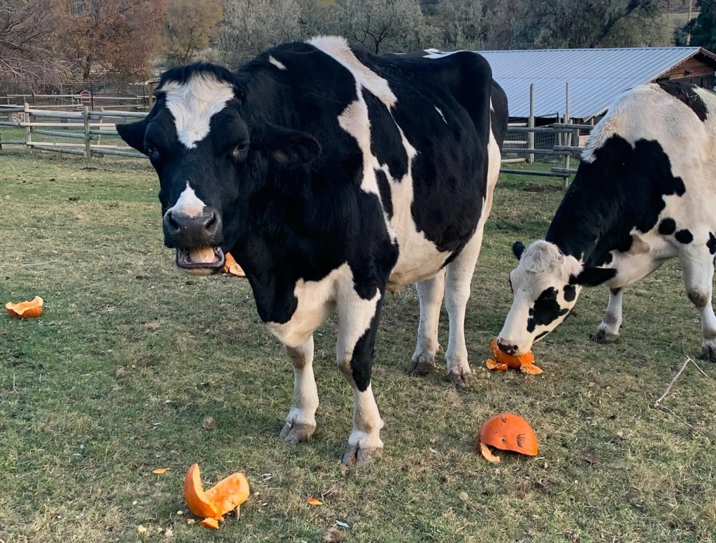iN PHOTOS: Farm animals love donated pumpkins in Okanagan, Kamloops | iNFOnews.ca iN PHOTOS: Farm animals love donated pumpkins in Okanagan, Kamloops | iNFOnews.ca