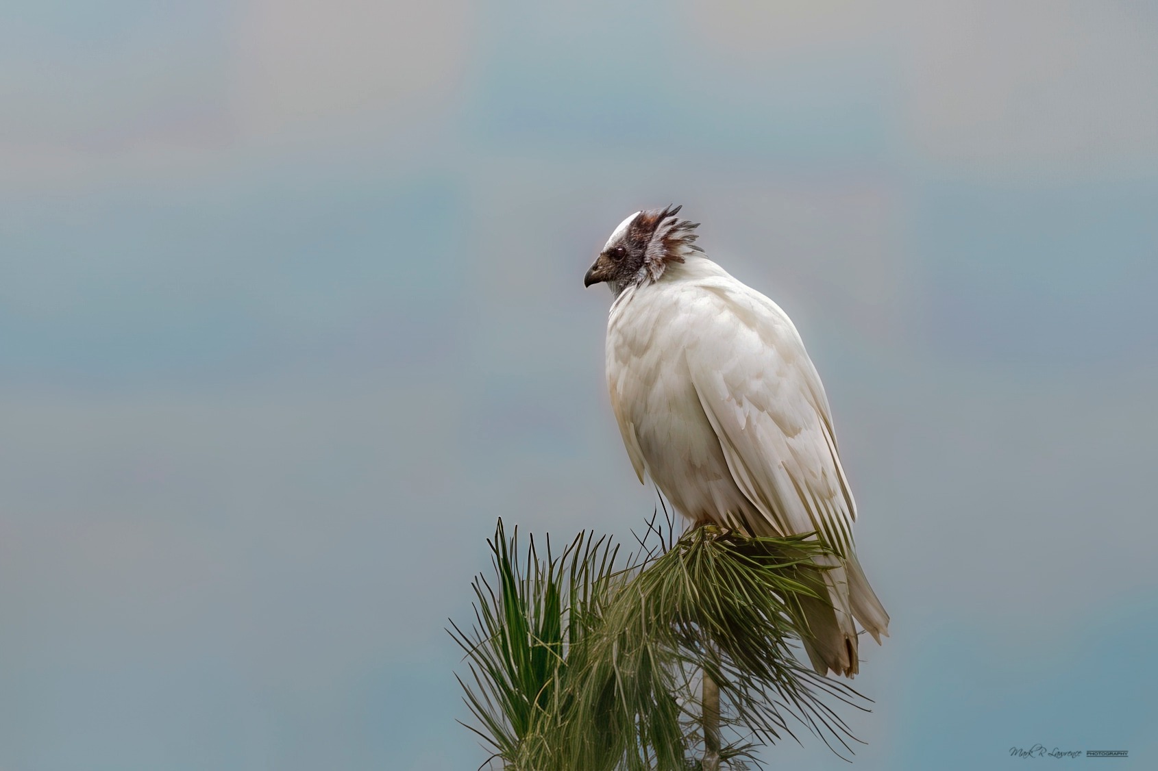 'What is that?': Rare white red-tailed hawk spotted in Kelowna | iNFOnews.ca A red-tailed hawk with leucism perches on the top of a pine tree.