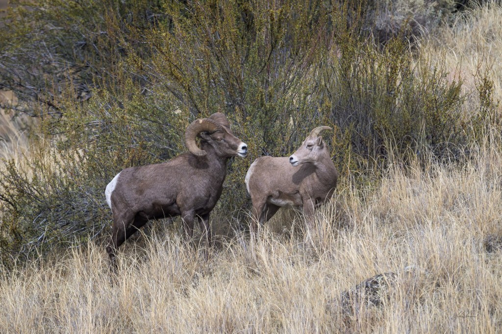 iN PHOTOS: The courtship behaviour of bighorn rams in Okanagan, Kamloops | iNFOnews.ca