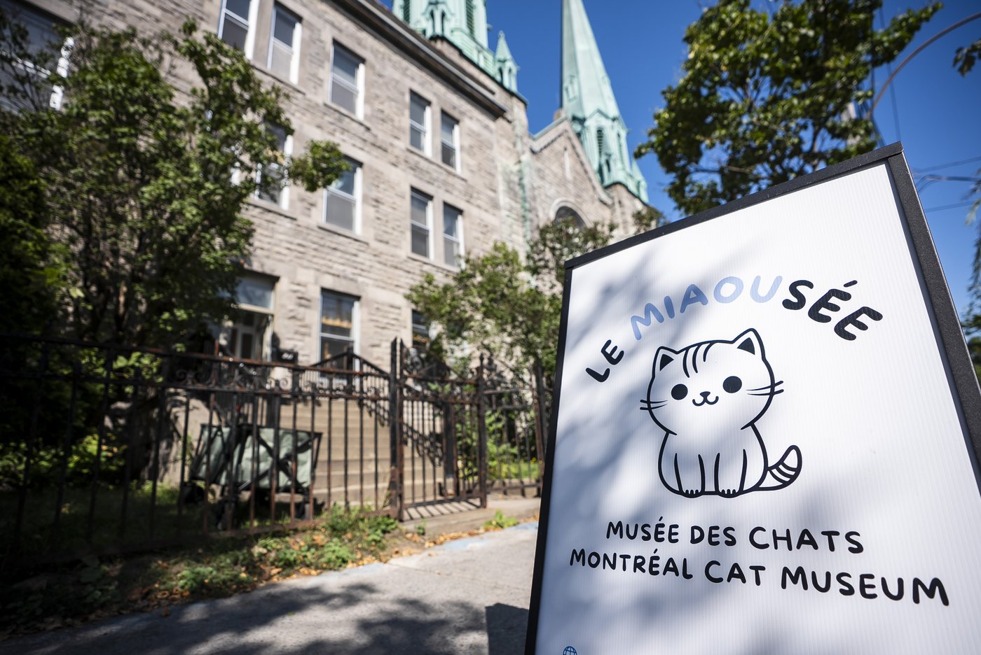 Montreal's Le Miaousée wants to become Canada's first permanent cat museum | iNFOnews.ca Montreal's Le Miaousée wants to become Canada's first permanent cat museum | iNFOnews.ca