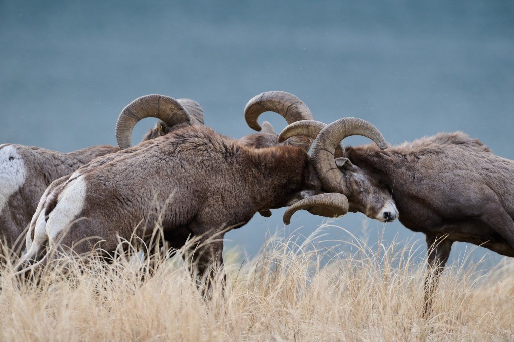 iN PHOTOS: The courtship behaviour of bighorn rams in Okanagan, Kamloops | iNFOnews.ca