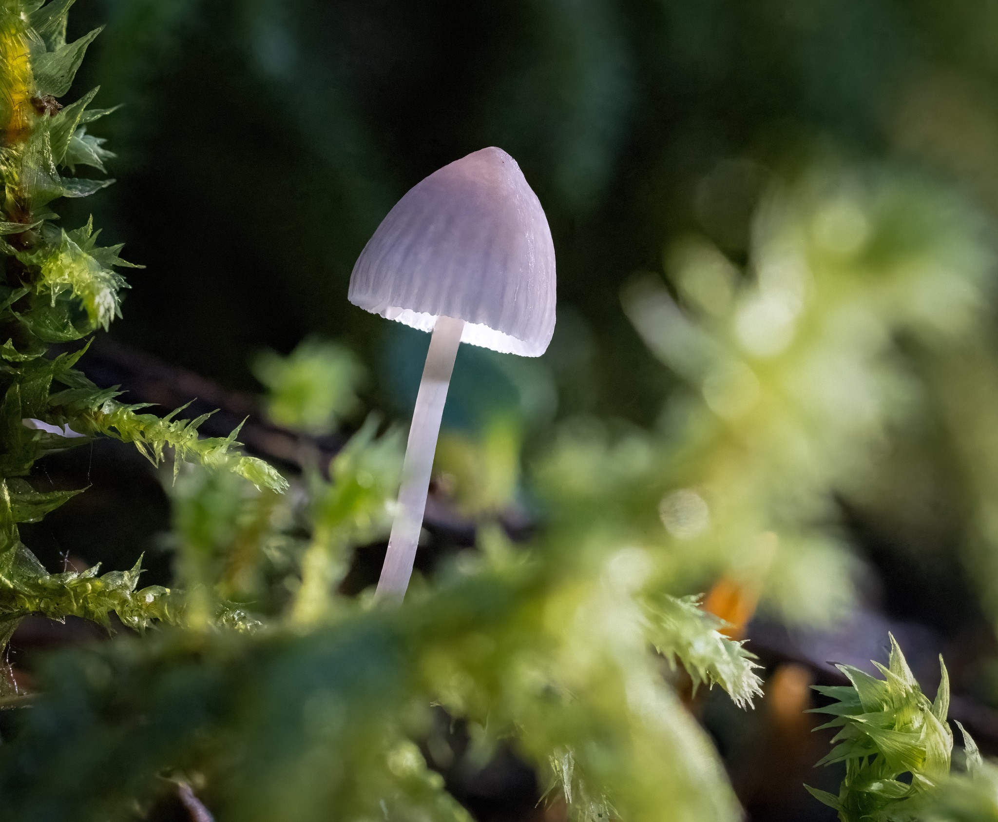 iN PHOTOS: Vernon photographer zooms in on miniature world of mushrooms | iNFOnews.ca A pale white mushroom partly lit by sun pokes out of feathery moss.