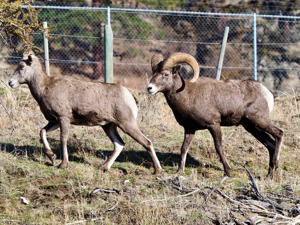 iN PHOTOS: The courtship behaviour of bighorn rams in Okanagan, Kamloops | iNFOnews.ca
