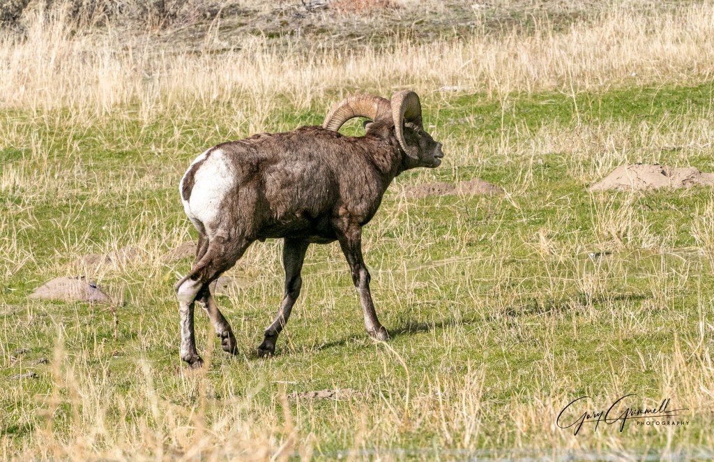 iN PHOTOS: The courtship behaviour of bighorn rams in Okanagan, Kamloops | iNFOnews.ca