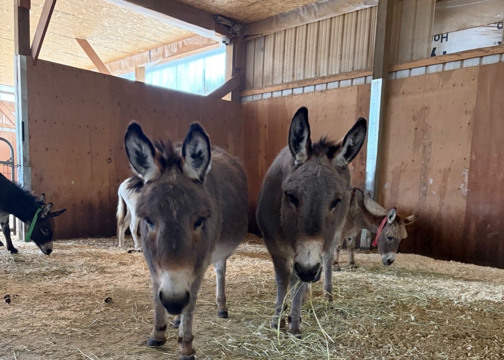 iN PHOTOS: Rescued senior donkeys in Shuswap need support as winter approaches | iNFOnews.ca iN PHOTOS: Rescued senior donkeys in Shuswap need support as winter approaches | iNFOnews.ca