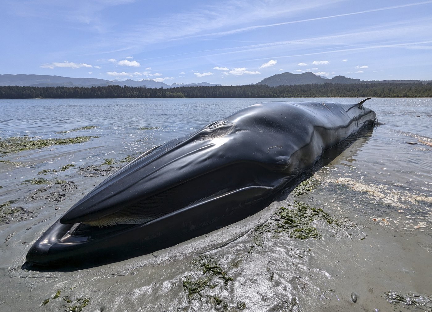 Bryde's whale washes ashore in only known sighting of the animal in B.C. | iNFOnews.ca Bryde's whale washes ashore in only known sighting of the animal in B.C. | iNFOnews.ca