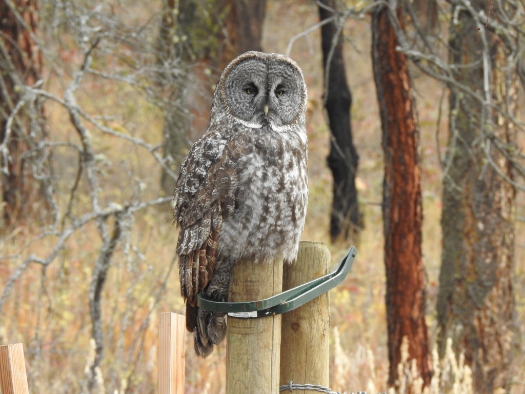 iN PHOTOS: Majestic great grey owls hunt in Okanagan, Kamloops | iNFOnews.ca