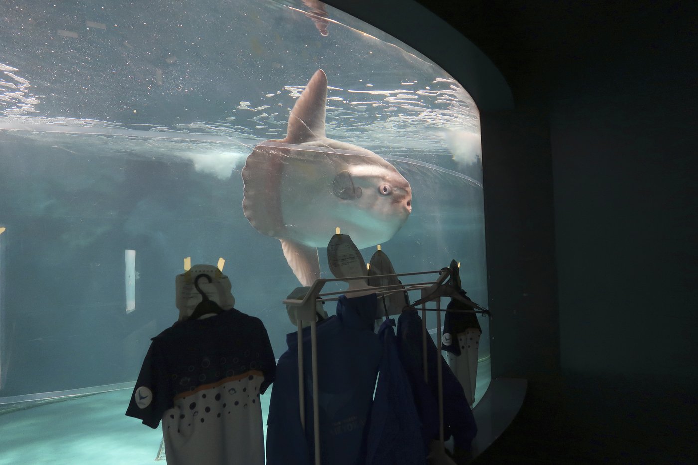 Sunfish that got sick after aquarium closed has recovered - thanks to human cutouts | iNFOnews.ca