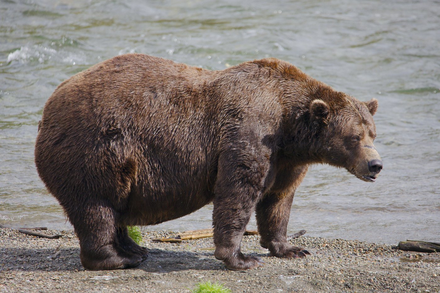 Online voting in Alaska's Fat Bear Week contest starts after an attack killed 1 contestant | iNFOnews.ca Online voting in Alaska's Fat Bear Week contest starts after an attack killed 1 contestant | iNFOnews.ca