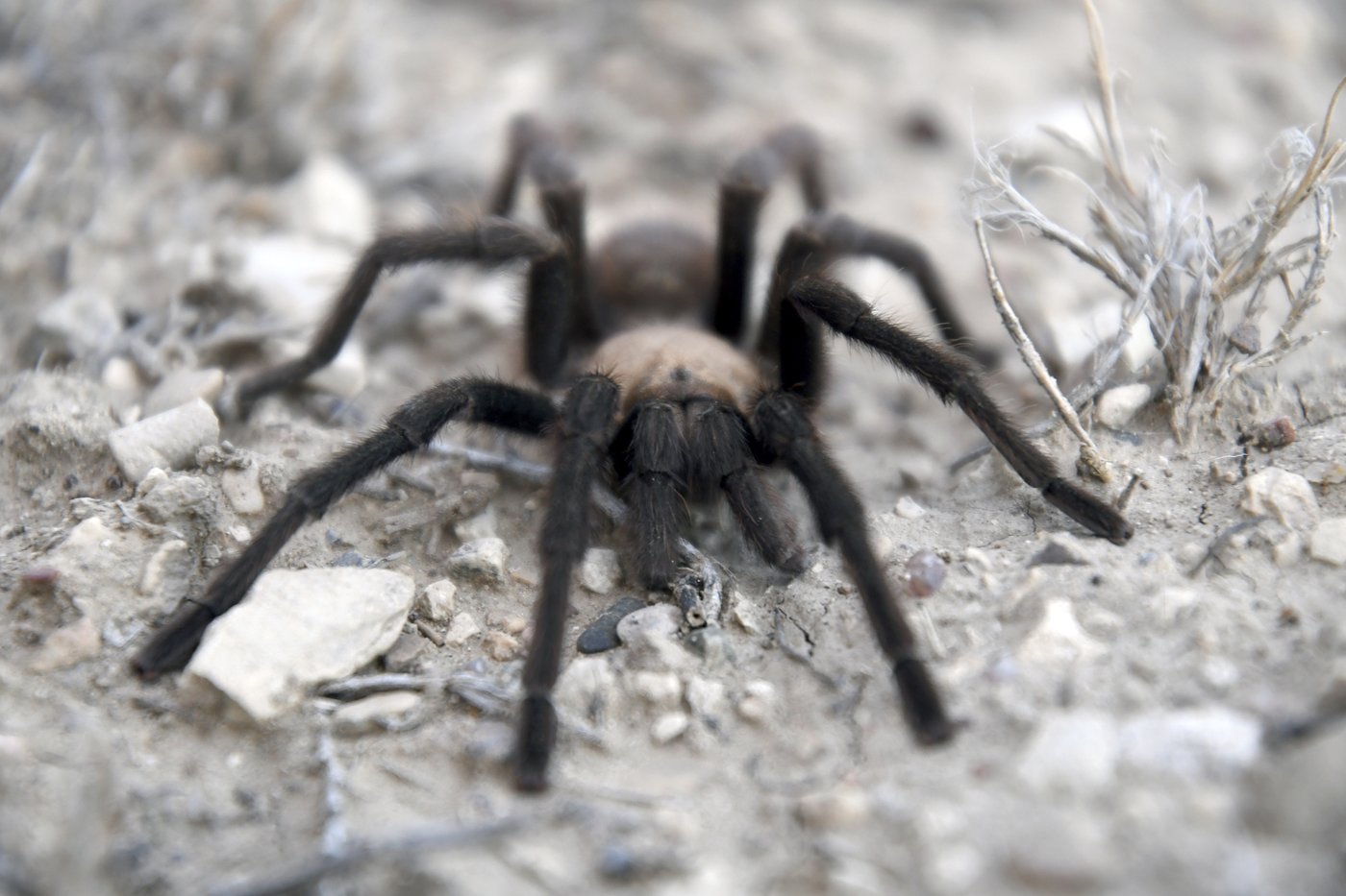 Spider lovers scurry to Colorado town in search of mating tarantulas and community | iNFOnews.ca