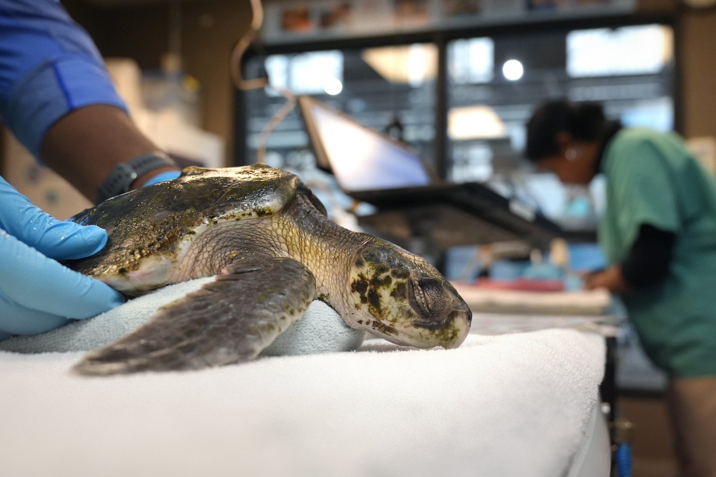 Global warming fills New England's rich waters with death traps for endangered sea turtles | iNFOnews.ca