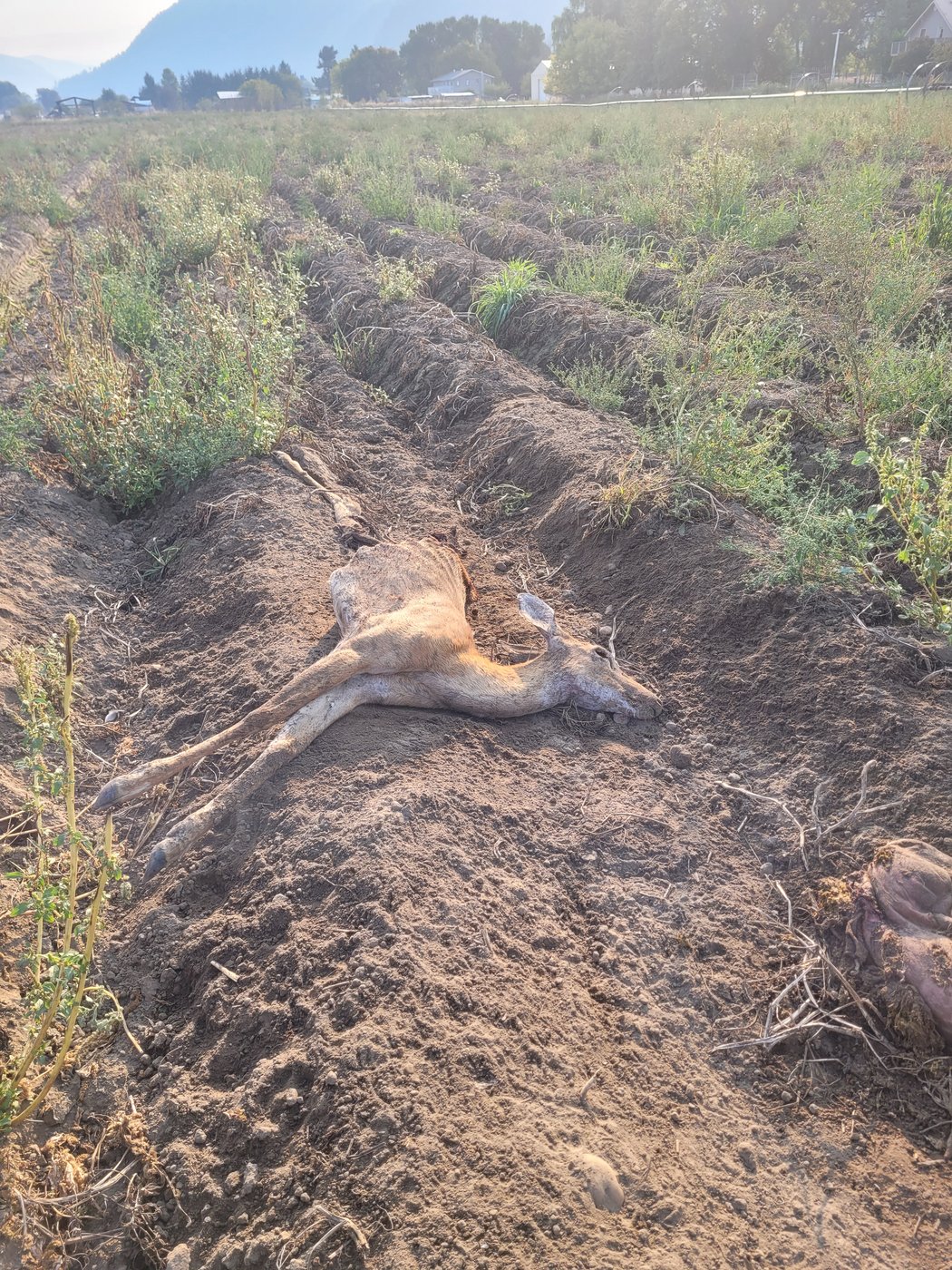 Testing planned after 30 deer found dead within two weeks in Grand Forks, B.C. | iNFOnews.ca Testing planned after 30 deer found dead within two weeks in Grand Forks, B.C. | iNFOnews.ca