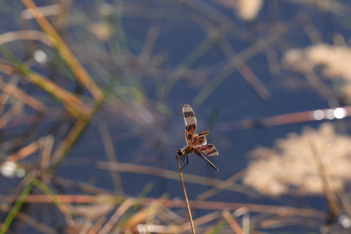 Takeaways from AP's story on Everglades restoration efforts | iNFOnews.ca Takeaways from AP's story on Everglades restoration efforts | iNFOnews.ca