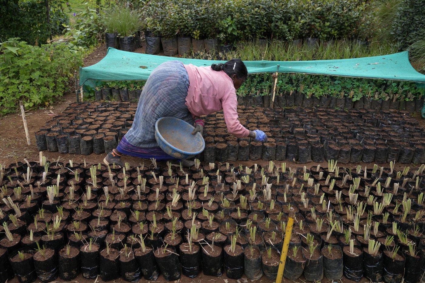 In southern India's tea country, small but mighty efforts are brewing to bring back native forests | iNFOnews.ca