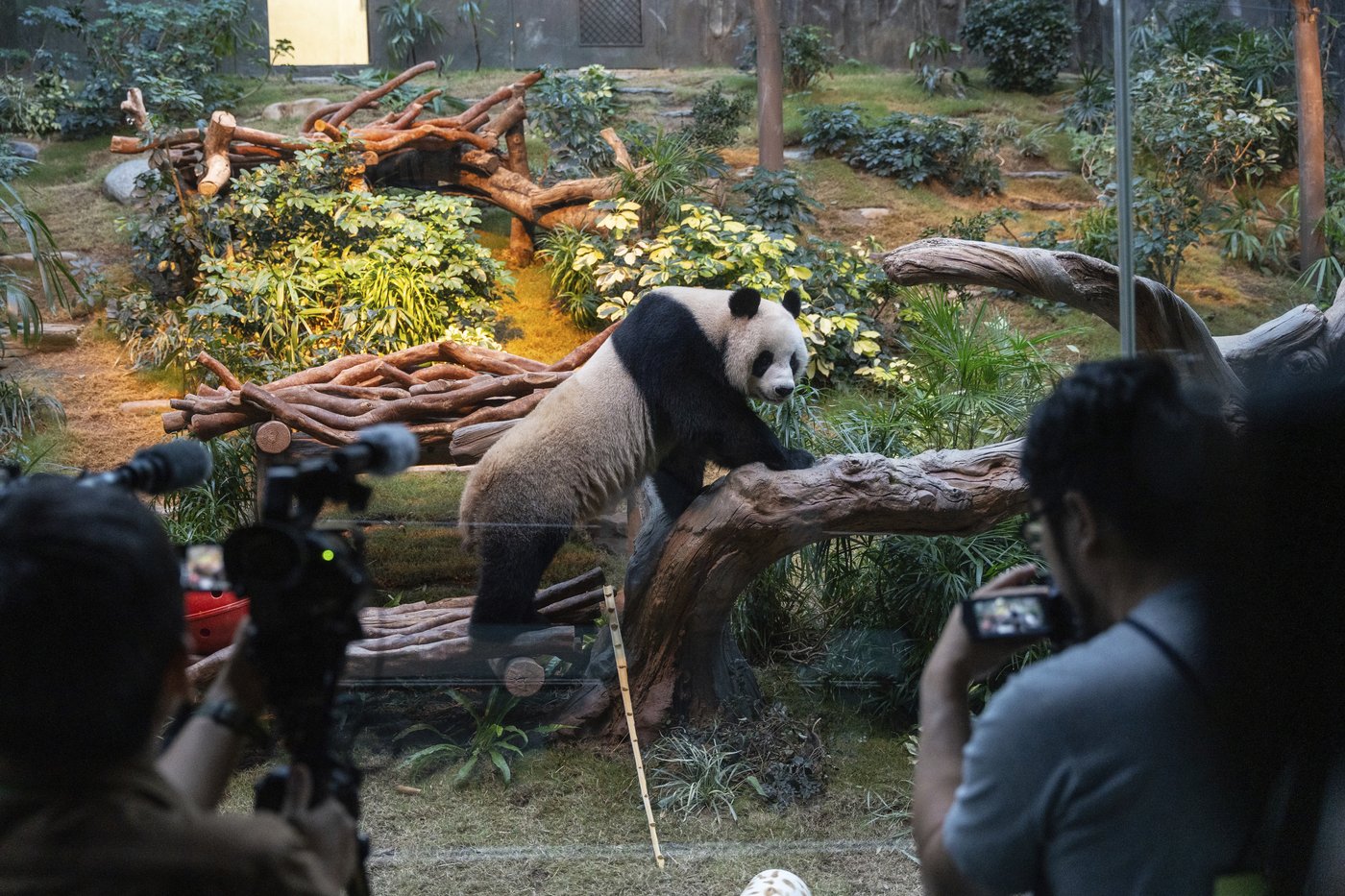 Hong Kong launches panda sculpture tour as the city hopes the bear craze boosts tourism | iNFOnews.ca