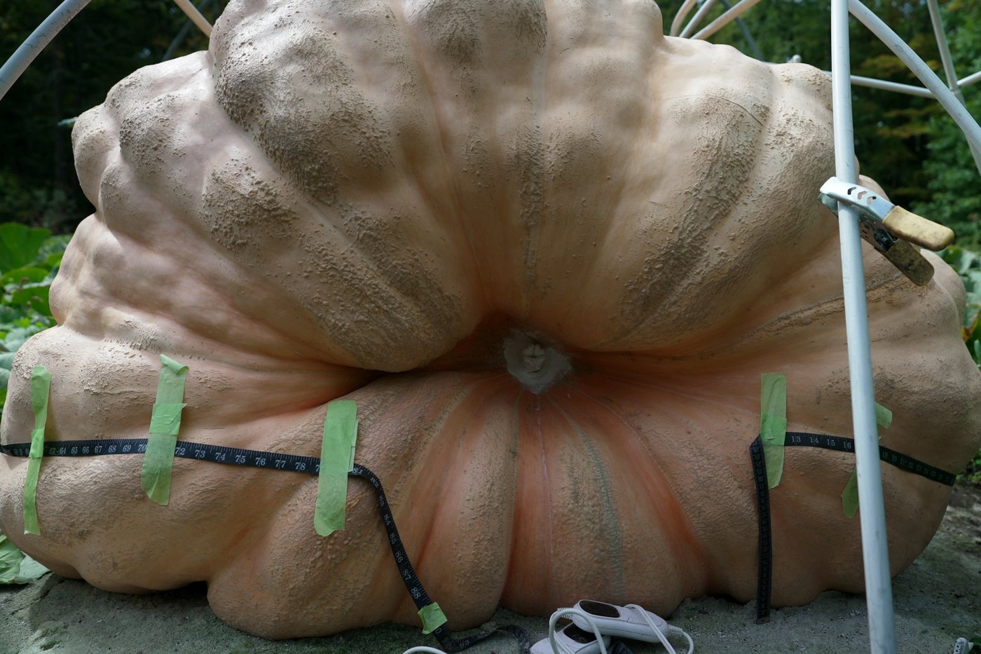 How to grow a giant pumpkin, with help from science | iNFOnews.ca How to grow a giant pumpkin, with help from science | iNFOnews.ca