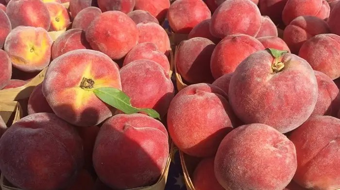 $5M in provincial funding to protect Okanagan’s tree fruit from extreme weather | iNFOnews.ca A close-up of a bushel of peaches.