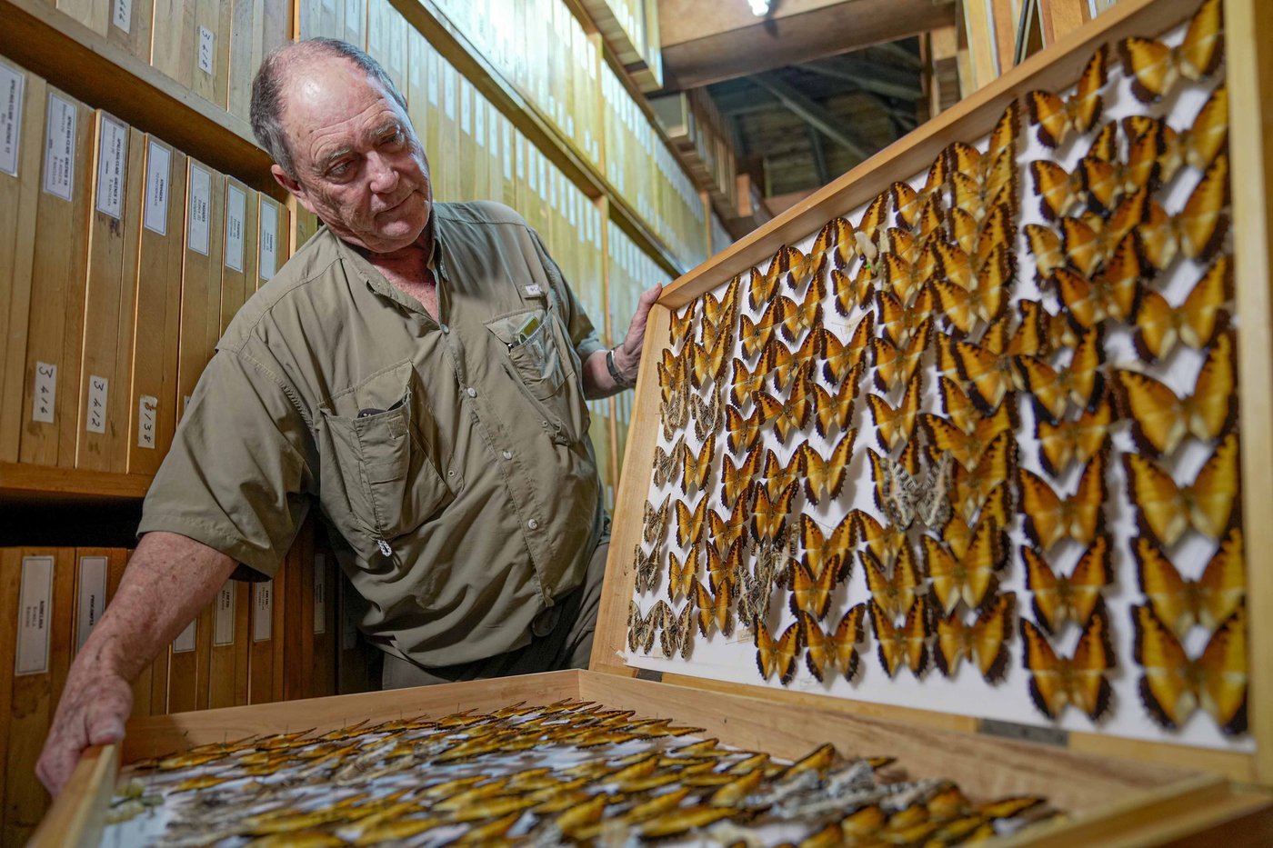A butterfly collector in Africa with more than 4.2 million seeks to share them for the future | iNFOnews.ca A butterfly collector in Africa with more than 4.2 million seeks to share them for the future | iNFOnews.ca