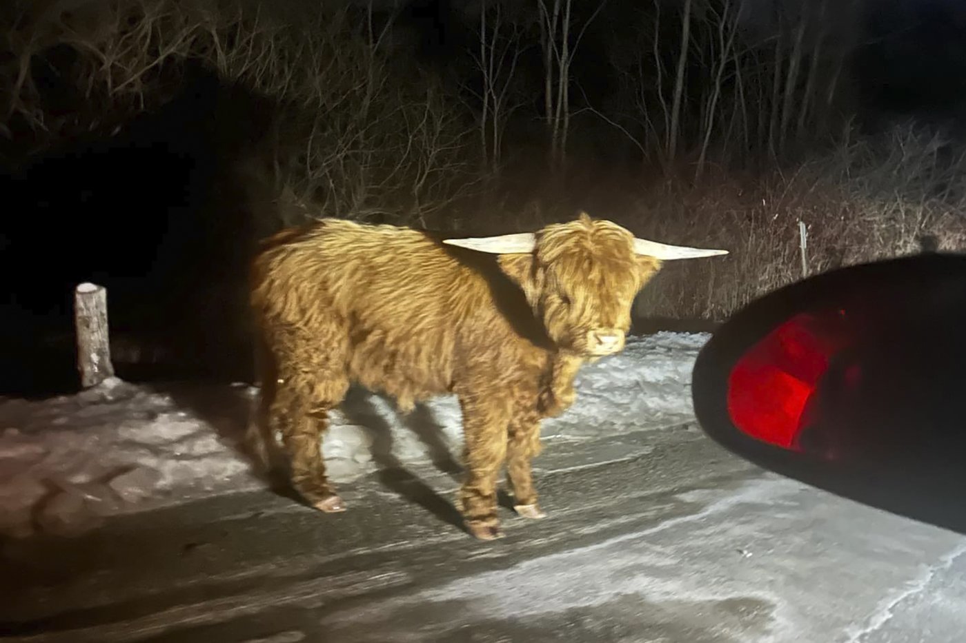 Scottish Highland bull on the loose in Connecticut's rural hill country | iNFOnews.ca Scottish Highland bull on the loose in Connecticut's rural hill country | iNFOnews.ca