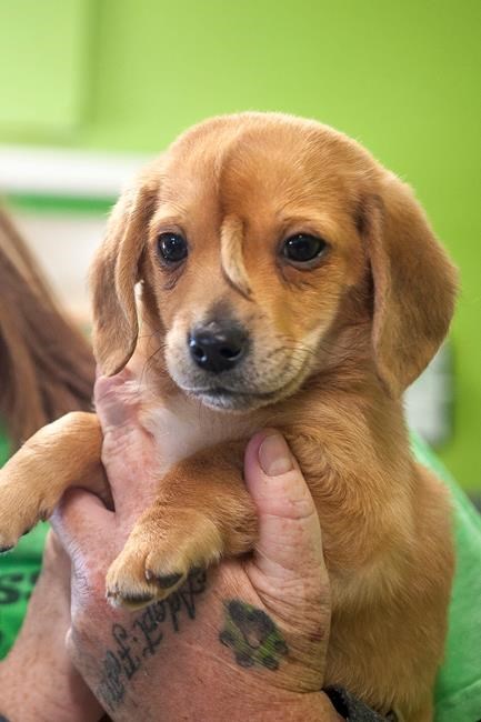 Everyone wants a unicorn puppy; In-The-News gets magical on Dec. 4 | iNFOnews.ca Everyone wants a unicorn puppy; In-The-News gets magical on Dec. 4 | iNFOnews.ca