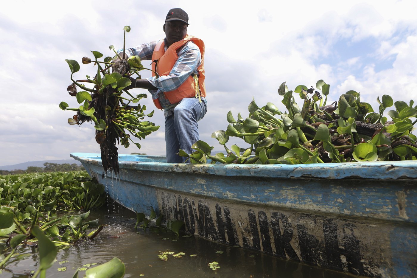 How the invasive water hyacinth is threatening fishermen's livelihoods on a popular Kenyan lake | iNFOnews.ca How the invasive water hyacinth is threatening fishermen's livelihoods on a popular Kenyan lake | iNFOnews.ca