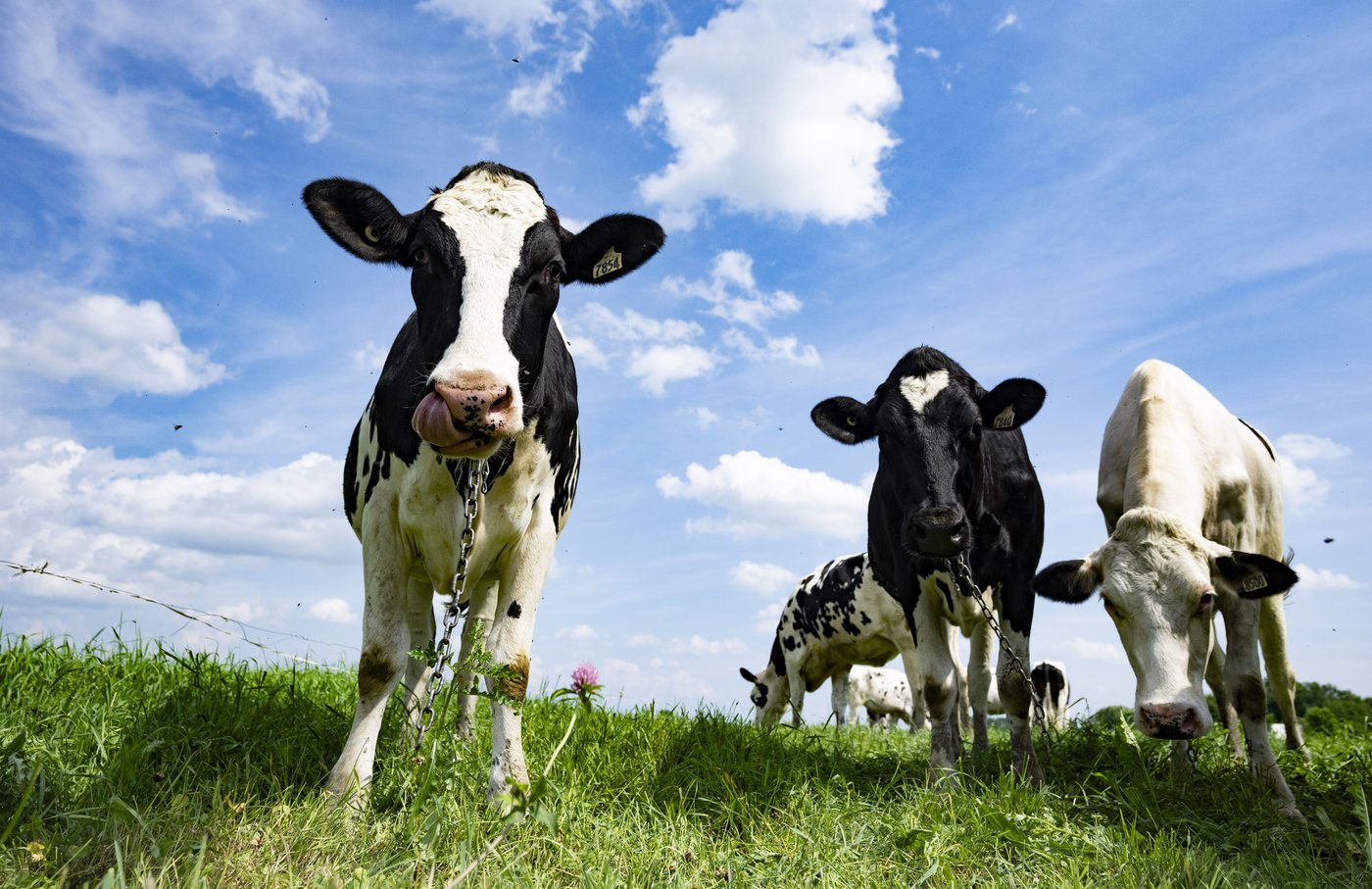 Canada, New Zealand settle trade dispute regarding supply management of dairy sector | iNFOnews.ca