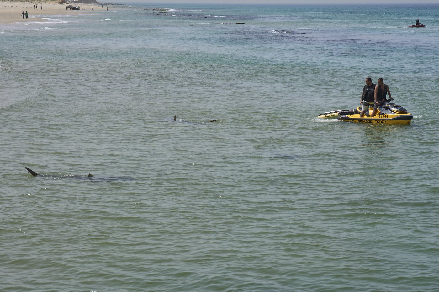 Swimmer's remains found after shark attack in waters off Israel's Mediterranean coast | iNFOnews.ca
