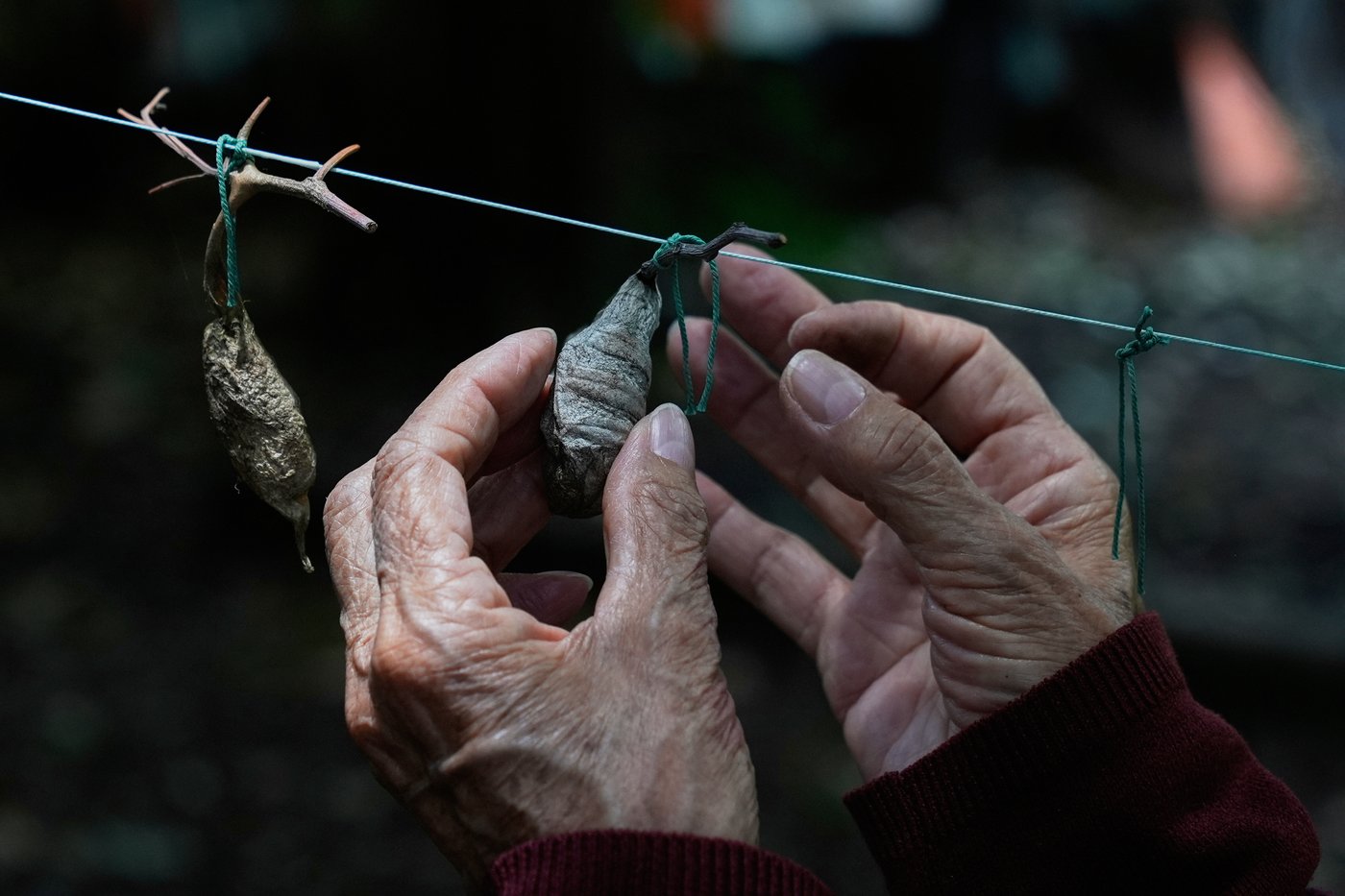 Rescued giant moths emerge from cocoons in Mexico's sprawling capital | iNFOnews.ca Rescued giant moths emerge from cocoons in Mexico's sprawling capital | iNFOnews.ca