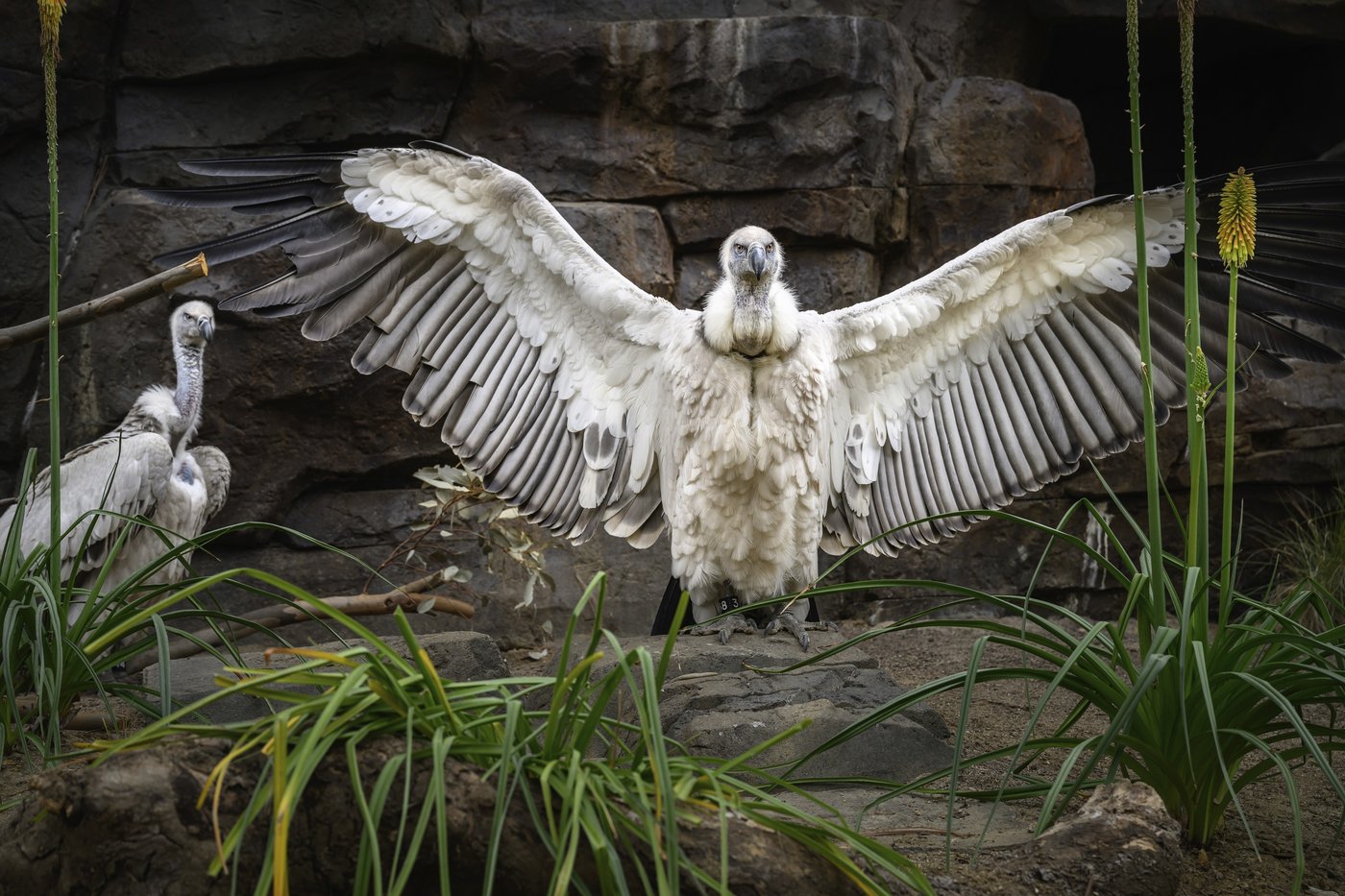 Cape vultures are swooping into a new exhibit at the Los Angeles Zoo | iNFOnews.ca