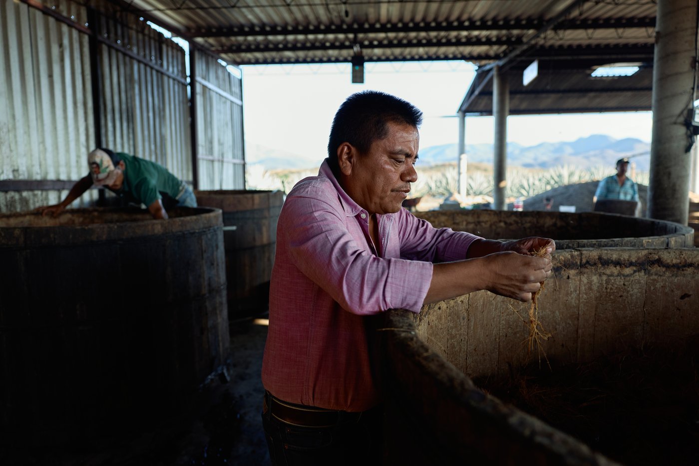 Mezcal's popularity is booming in the US. That comes with a growing environmental cost in Mexico | iNwine Mezcal's popularity is booming in the US. That comes with a growing environmental cost in Mexico | iNwine