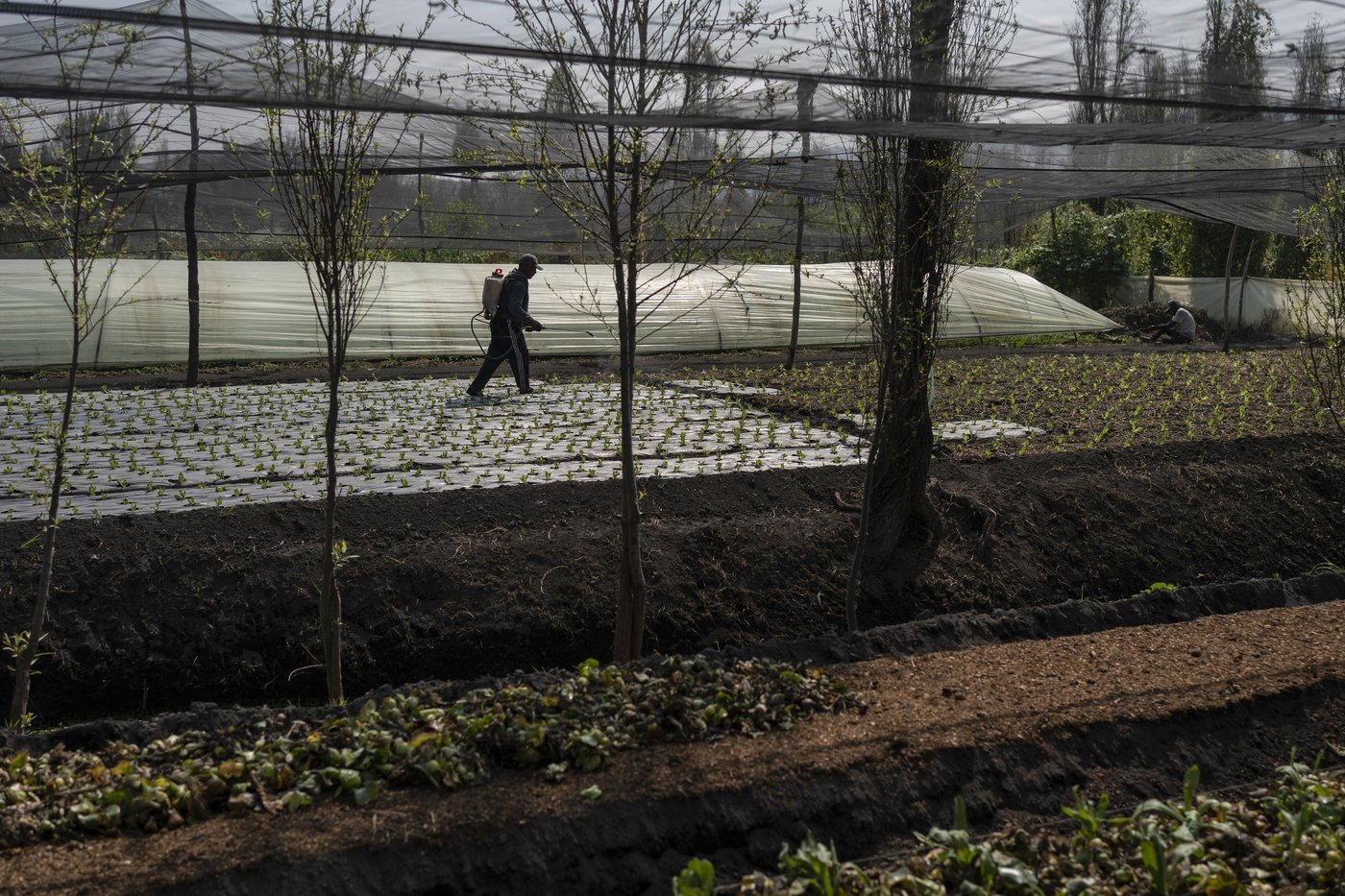 Mexico City’s floating gardens have fed people for hundreds of years. Now they’re threatened | iNFOnews.ca Mexico City’s floating gardens have fed people for hundreds of years. Now they’re threatened | iNFOnews.ca