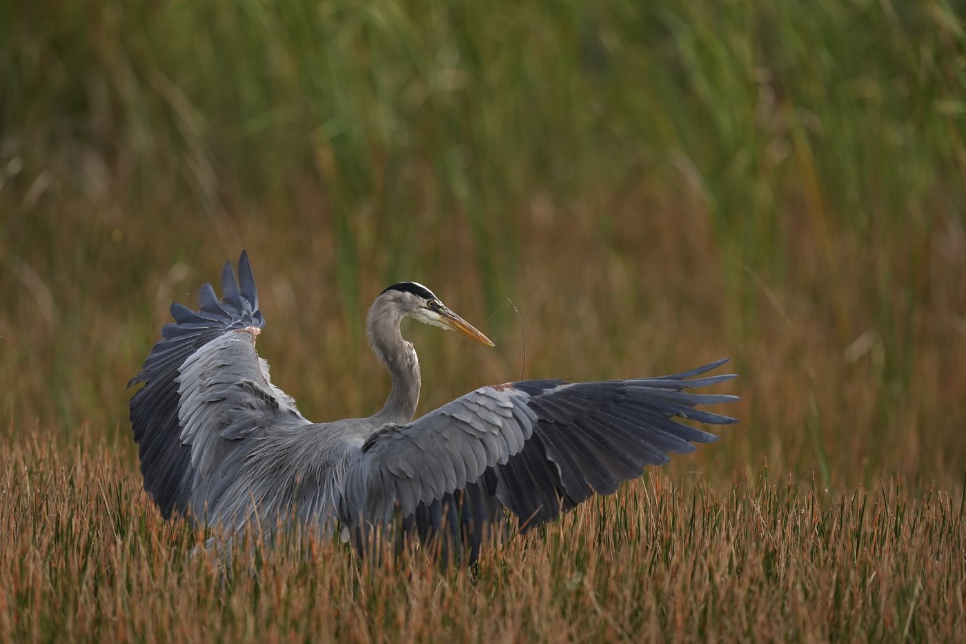 Takeaways from AP's story on Everglades restoration efforts | iNFOnews.ca Takeaways from AP's story on Everglades restoration efforts | iNFOnews.ca