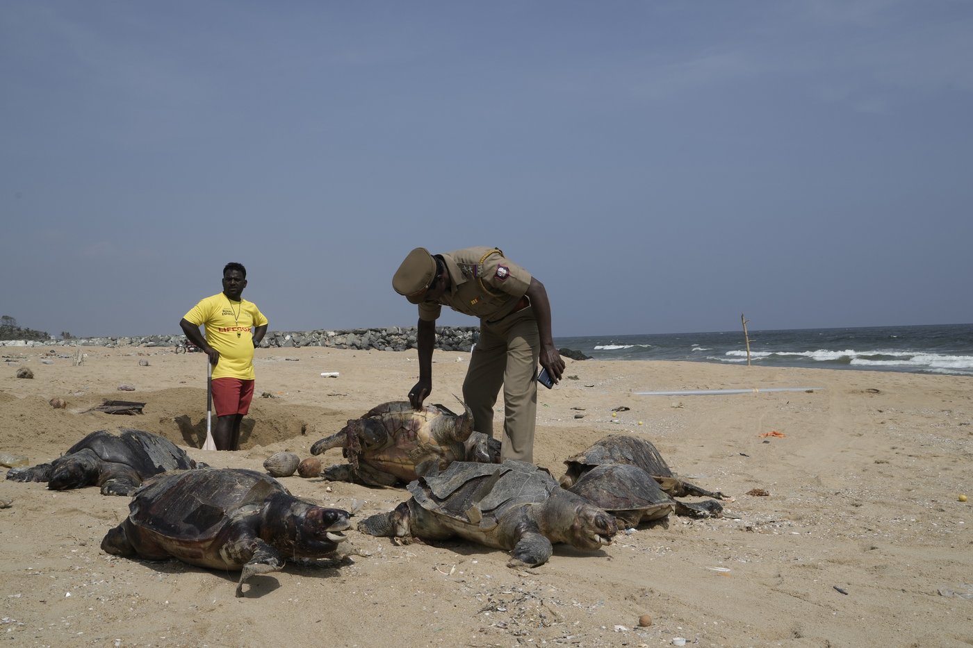 Authorities ramp up efforts to protect sea turtles as deaths on India's shores continue to mount | iNFOnews.ca Authorities ramp up efforts to protect sea turtles as deaths on India's shores continue to mount | iNFOnews.ca